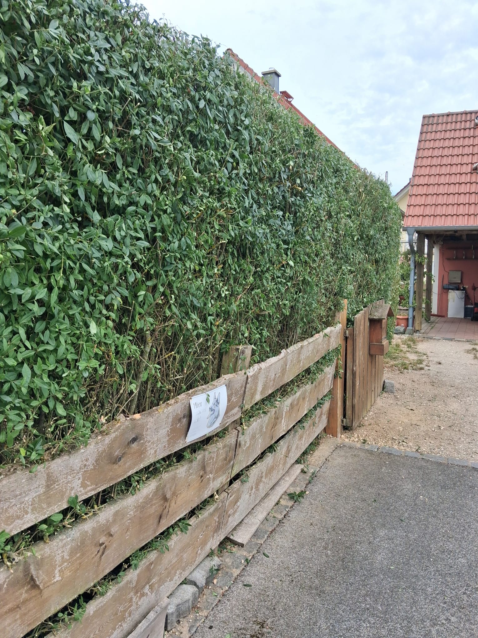 Dichte, formschöne Hecke – Kormanns Gartenpflege
